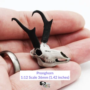 Pronghorn Skull Miniature 1:12 Scale diorama dollhouse decor supplies (1 skull) - Picture 1 of 10
