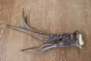 Jelenia Jelenia Krickerl Poroże sarny Poroże Alpejska dekoracja Pręt sarny - Zdjęcie 1 z 4