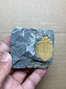 101g natural Silurian period Coronocephalus Trilobite specimen stone - Picture 1 of 15