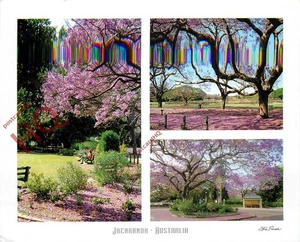 Picture Postcard: Australia, Jacaranda Trees (Multiview) - Picture 1 of 2
