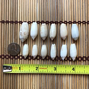 Lote Pequeña Miniatura Mini Pequeña OLIVA Conchas Marinas Letras Fulgurator FL Conchas Marinas - Imagen 1 de 7