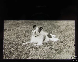 EDWARDIANISCHE magische Glaslaternenfolie Terrier namens Mick um 1910 Hund - Bild 1 von 2