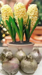 1-9 PREPARED INDOOR HYACINTHS CITY OF HAARLEM HIGHLY FRAGRANT 18/19 LARGE BULBS - Picture 1 of 9