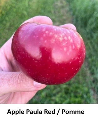 Seed Apple Paula Red Malus Pommier EARLY Plant Bonsai Crunchy Fruity Firm Seeds - Image 1 of 4