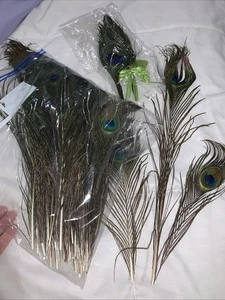 50+ piezas plumas ojos cola de pavo real 9-16 pulgadas más 2 boutonnières boda fiesta - Imagen 1 de 6