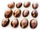 Set of 12 Small Purple Top Snake Head Cowries (1") Shells Beach Jewelry Crafts