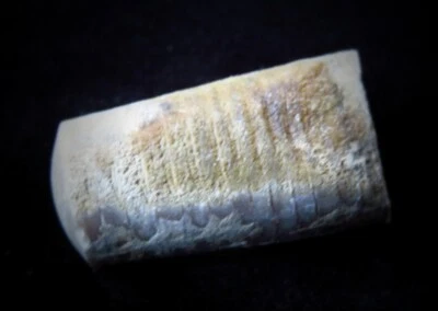 Cephalopod- 1 1/4"- Treptoceras duceri - Ordovician- Cincinnati, Ohio - Image 1 of 3