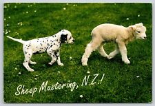 Postcard Mustering Sheep Dalmatian Puppy Dog Canis lupus familiaris New Zealand
