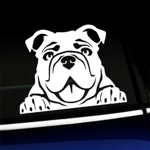 Peeking Bulldog - Cute Bulldog Sticker Decal - You choose the color - Picture 1 of 26