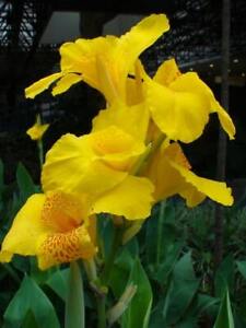 Indisches Blumenrohr - Gelb - Canna Indica - 5 Frische Samen