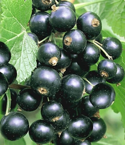 Schwarze Johannisbeere - Frühe Sorte - Etragreich - Beeren - Mehrjährig - Bild 1 von 3