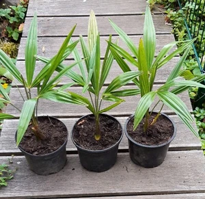 3 x Hanfpalme Trachycarpus fortunei winterharte Palme -18°C ca.40cm inkl. Topf - Bild 1 von 1