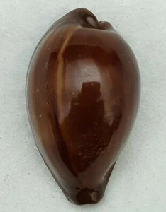 FS (Cypraea) Erronea adusta 43mm - Imagen 1 de 6
