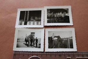vier alte Fotos - Tiere und Personal vom Zirkus Krone - 30-50er Jahre ??? - Bild 1 von 6