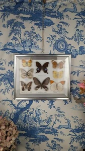 Taxidermy Display Case For Butterfly Entomology Curiosity Cabinet - Picture 1 of 7