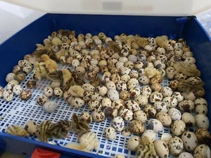 CONTATTAMI PRIMA! Confezione da 18 Uova Feconde / Fertili di Quaglia razza Jumbo - Foto 1 di 6