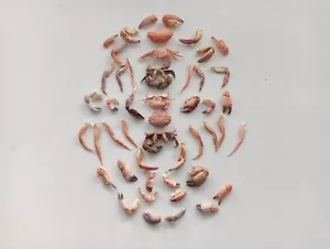 60 Tiny Crab Claws and Legs for Craft Making Nautical Decor DIY from Portugal - Picture 1 of 7
