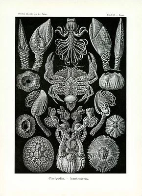 Impresión de ilustración científica Sea Life Sea Barnacles Haeckel 4 x 6" - 16 x 20"  Foto 1 de 4