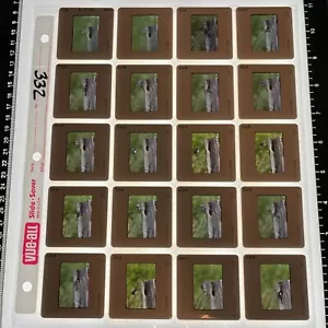 VTG 35mm Lot of 20 Color Slides Washington Pacific NW Birds Chickadee Nature - Picture 1 of 2
