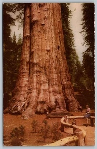 Sequoia National Park, California Union Öl 76 Szenen von West Chrome Postkarte - Bild 1 von 2