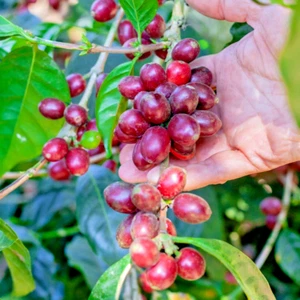 Coffee Pacarama Seedss (Coffea spp. pacarama) 120+ Seedss - Picture 1 of 10