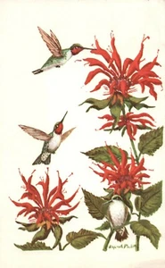 1978 Vintage Postkarte Ornithologie Kolibris Kolibris rote Trompetenrebe - Bild 1 von 2