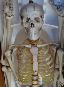 Model Anatomy Professional Medical Skeleton | 67" | 170 Cms IT-001 ARTMED - Picture 1 of 4