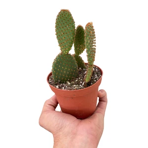 Opuntia 'Microdasys' (Bunny Ear Cactus) - Picture 1 of 4