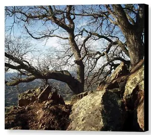 Figueroa Alberi di Montagna di Barbara Snyder Paesaggio Floreale Tela Giclée 24x32 - Foto 1 di 1