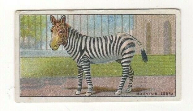 Zoo animal card. #43 Mountain Zebra - image 1 of 1