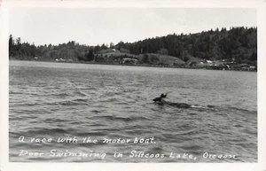 POSTCARD Deer Swimming in Siltcoos Lake, OR ~ RPPC Real Photo - Picture 1 of 2
