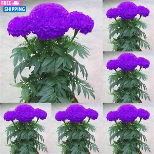 20Pcs Purple Blue Marigold Seeds Home Garden Flower Seed Potted Plant Seeds - Picture 1 of 4