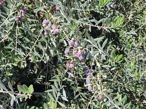 6 Pcs Of OLIVE TREE Cuttings GREEK - OLEA EUROPAEA For Rooting - Picture 1 of 7