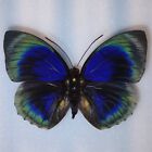 Agrias Hewitsonius (Beatifica) Stuarti Mounted Nymphalidae Peru Blue Green...