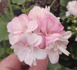 Harpers Strewth Zonal Pelargonium x 1 Plant ---------------- Geranium - Picture 1 of 4
