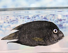 Fsh29 Black Surgeon Fish Specimen Taxidermy Oddity Collectible Education
