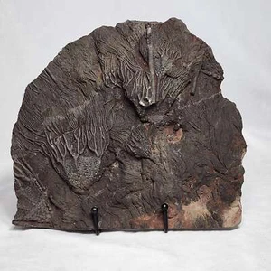 Detailed Crinoid Plate - Picture 1 of 8