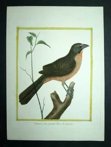 TANGARA A NUQUE JAUNE gravure illustration ornithology Oiseaux de Martinet 1770 - Imagen 1 de 3