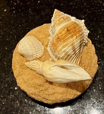 De colección Yankee CandleTopper SEASHELLS Sand Beach Ocean, NUEVO Foto 1 de 4