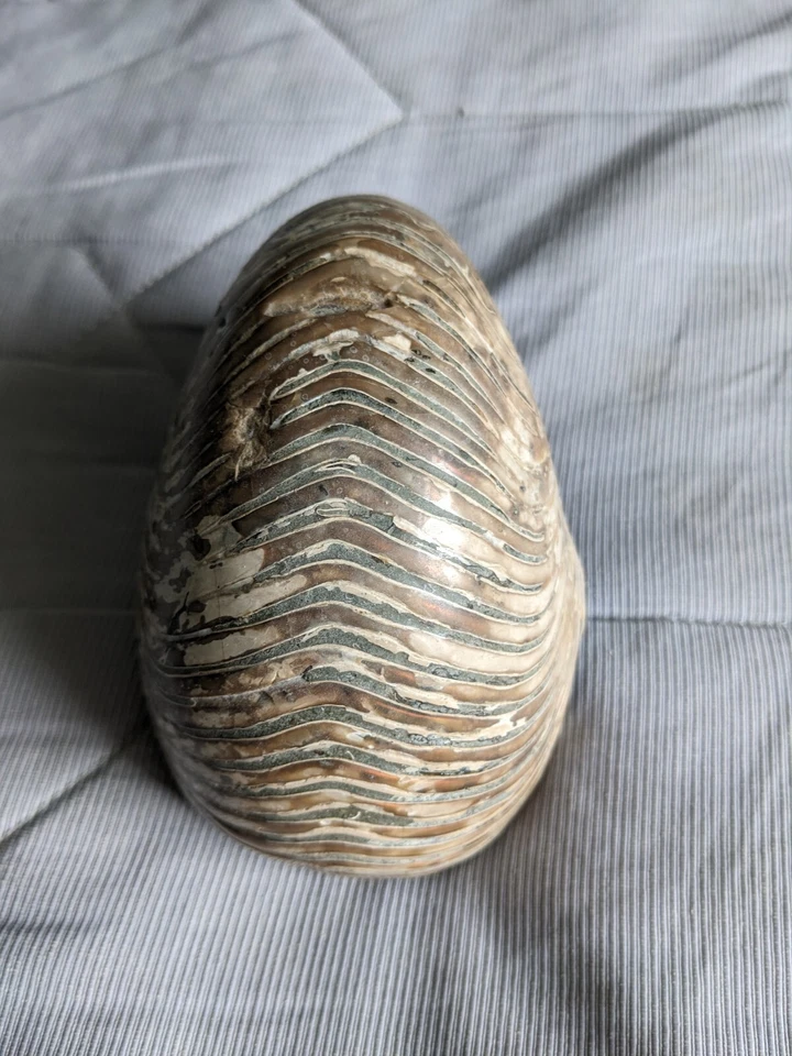 Vintage Large Fossil Shell found in a specialised shop in Edinburgh  - Image 1 of 4