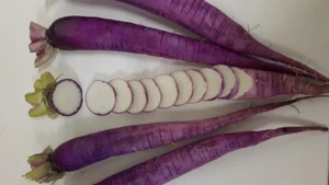 Lot De 25 Graines De Radis Rave F1 1383 Violet Semences Graines Seed - Bild 1 von 1