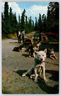 Mt. McKinley National Park Husky Dogsled Vintage Postcard