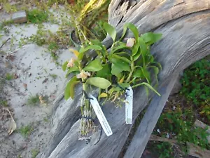 2 Dendrobum Tianmu Rose Bloom size Bare root 2 PLANTS - Picture 1 of 1