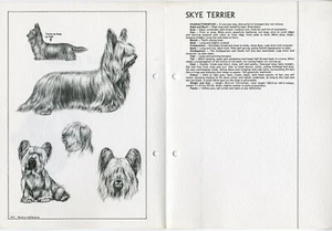 SKYE TERRIER 1978 HUNDERASSE STANDARD SKIZZENDRUCK + TEXT von M DAVIDSON - Bild 1 von 2