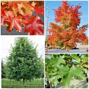 15 SEMI D'ACERO WARRENRED PACIFIC SUNSET - Acer truncatum x platanoides - Foto 1 di 6
