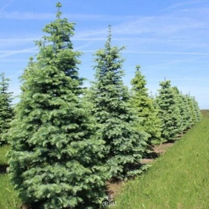 Abies concolor 20 PCS fresh seeds, White fir, Christmas tree seeds - Picture 1 of 6