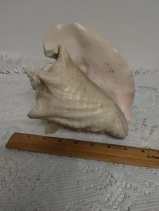 NATÜRLICHE KÖNIGIN MUSCHELSCHALE - GROSS, SAUBER - ROSA, BEIGE - 8" LANG - WUNDERSCHÖN! - Bild 1 von 6