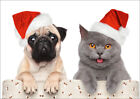 Mops And Katze Lustiges Weihnachtskarten Set 5 10 15 20 30 Oder 50 St