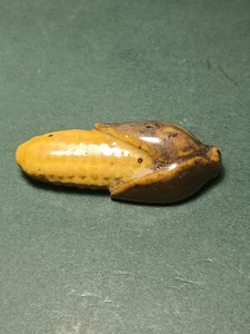 Glasierte Ton Keramik Brosche Anstecknadel Mais Ohr - Bild 1 von 4