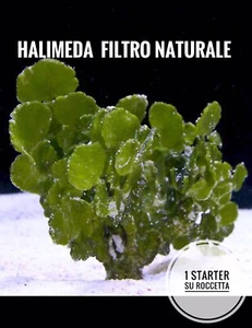 ✅NEW Alghe Halimeda Acquario Marino Refugium Sump Filtro No3 Po4 Inquinanti - Foto 1 di 4